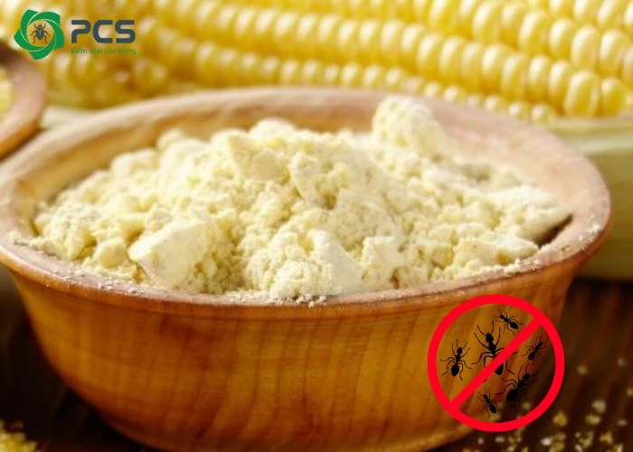 diệt kiến bằng bột bắp